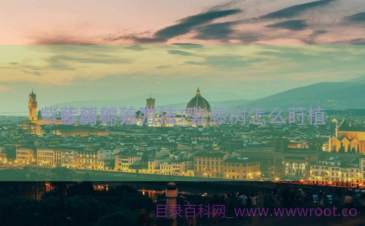 紫藤树养殖方法_紫藤树怎么莳植

（紫藤树养殖技巧）