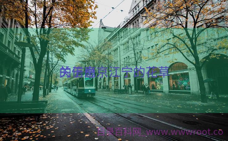 关于南京江宁的花草
的信息