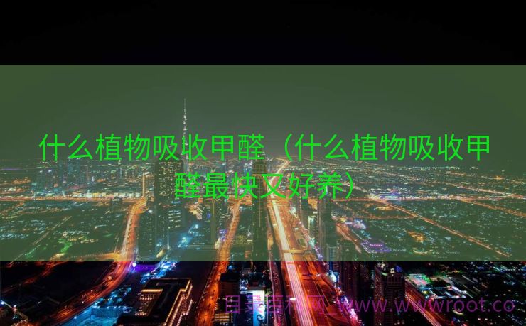 什么植物吸收甲醛（什么植物吸收甲醛最快又好养）