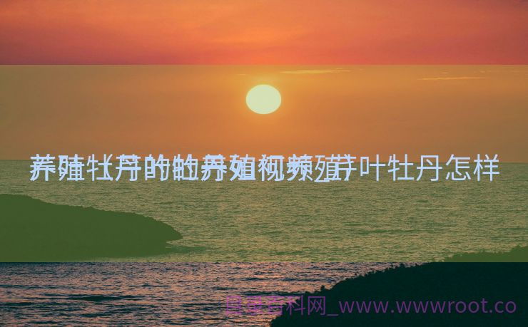 芹叶牡丹的的养殖视频_芹叶牡丹怎样
养殖（芹叶牡丹如何养殖）